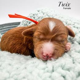 Twix - Red  female Goldendoodle puppy in Sunman, Indiana from Brunsman Country Doodles LLC