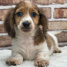 Kurt - Dapple male Dachshund puppy in Industry, Illinois from KDKs Kennels