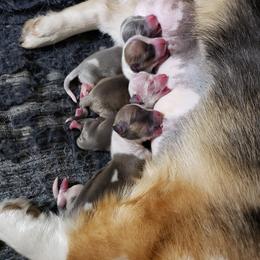American Corgi and Pembroke Welsh Corgi Puppies from Half-Pint Corgis