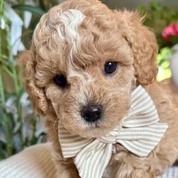 Cavapoochons from Apricot Lane Puppy