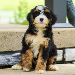 Rowdy - Tri-color male Bernedoodle puppy in Dundee, Ohio from Down Home Doodle