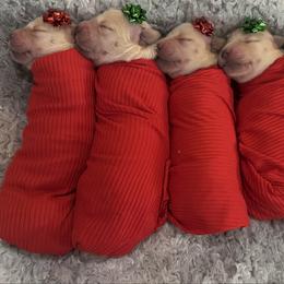 Prancer: Orange collar - Golden female Golden Retriever puppy in Monterey, Tennessee from Lawson’s Green Acres Goldens and Mini Dachshunds