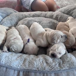 Golden Retriever puppies from Roberts Golden Retrievers
