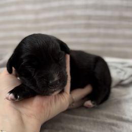 Cinch - Black tri male Miniature Australian Shepherd puppy in Queen Creek, Arizona from Arizona Aussies