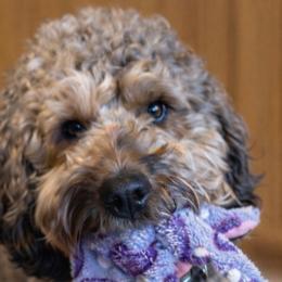 Teddy - Goldendoodle