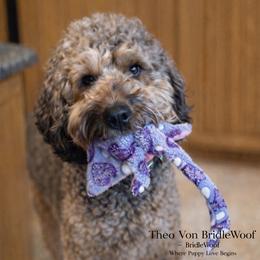 Teddy - Goldendoodle