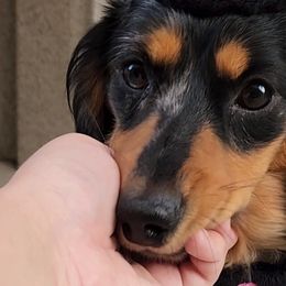 Dachshunds from Woodie Weens