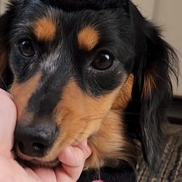 Dachshunds from Woodie Weens