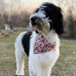 Sheepadoodles from Hicklin Hollow Ranch