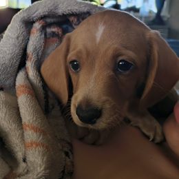 Toby - Cream male Dachshund puppy in Tustin, California from Costal Cream Doxies