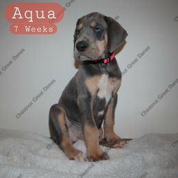 Aqua - Blue female Great Dane puppy in Edinburg, Texas from Chestnut Great Danes