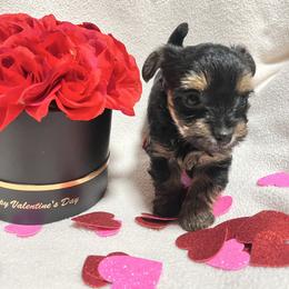 Bella - Black and tan female Yorkshire Terrier puppy in Riverside, California from Empire Yorkies