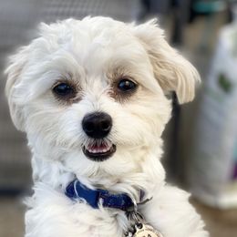 Assorted Doodle Crosses from Morkie-poo LOVE