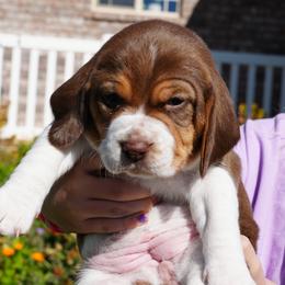Beagles from Desert Sage Beagles