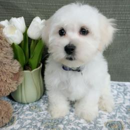 Nova - White male Coton de Tulear puppy in Forney, Texas from Buttercup Cotons of Texas
