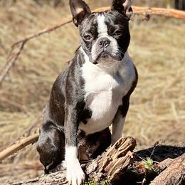 Boston Terriers and French Bulldogs from Billick's Bostons