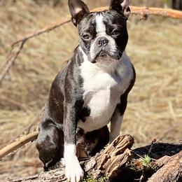 Boston Terriers and French Bulldogs from Billick's Bostons
