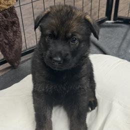 Royal - Sable male German Shepherd puppy in Buffalo, West Virginia from Z Tykev Vino LLC
