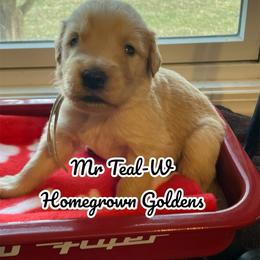 Golden Retriever Puppies from Homegrown Goldens