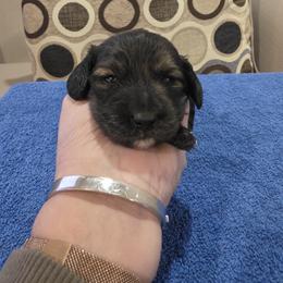 Cream Brindle Boy - Brindle male Dachshund puppy in Pueblo, Colorado from HotDachs
