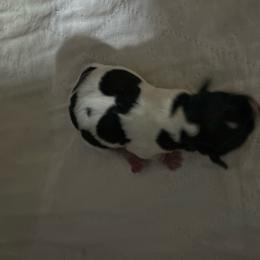 New family to give name - Parti male Yorkshire Terrier puppy in Virginia Beach, Virginia from Mary's Precious Yorkies