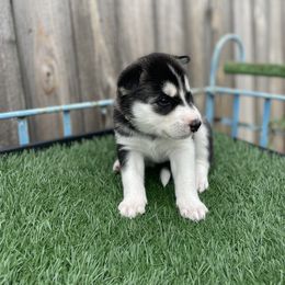 Siberian Husky Puppies from Husky Love and Pups