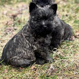 Lars - Cream brindle male Cairn Terrier puppy in Mountain Grove, Missouri from CreekTop