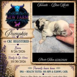 Pumpkin - Blue merle female Australian Shepherd puppy in Citra, Florida from AEW Farm