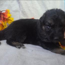 Dark Blue Collar Male - Black and silver male German Shepherd puppy in Cadet, Missouri from Working Valley Shepherds