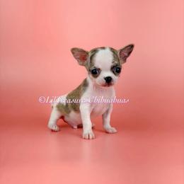 Jeremiah - Chocolate brindled fawn male Chihuahua puppy in Anderson, South Carolina from Lil Treasures Chihuahuas
