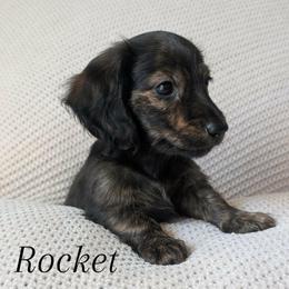 Dachshund Puppies from Destiny Dachsunds