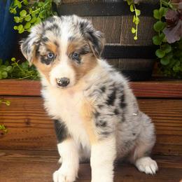 Buck - Blue merle male Australian Shepherd puppy in Boise, Idaho from Black Canyon Corral Aussies