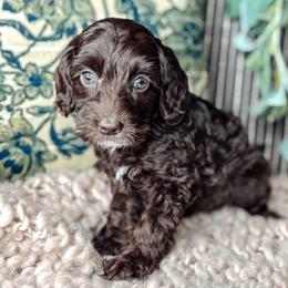 Pink Collar - Lady Penelope - Chocolate female Australian Labradoodle puppy in Decatur, Alabama from Southern Meadows Doodles