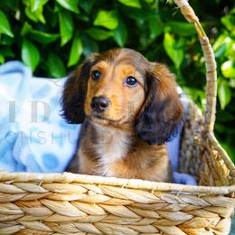 Goose - Red male Dachshund puppy in Temecula, California from Naomi Magee's Dachshund Kennel