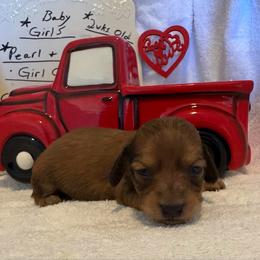 Girl 5 - Chocolate and cream female Dachshund puppy in Stilwell, Oklahoma from Starr Springs Doxies