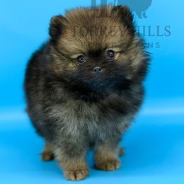 Joey - Wolf sable Pomeranian puppy in Redlands, California from Torrey Hills Poms