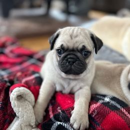 Theo - Fawn male Pug puppy in New Haven, Indiana from Milan Pugs