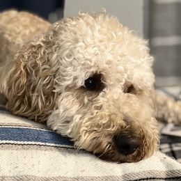 Honey - Goldendoodle