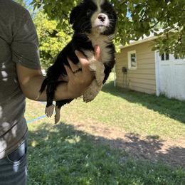 Border Collie Puppies from Athena’s Collies