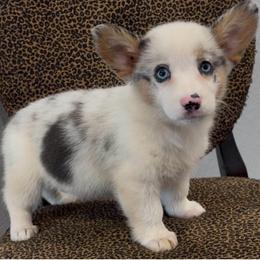 Magic - Blue merle and white male American Corgi puppy in Graham, Texas from Wild West Corgis