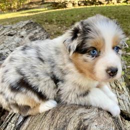 Girl 3 - Blue merle female Australian Shepherd puppy in Sadieville, Kentucky from Scooters Aussies