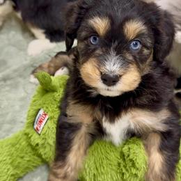 Lace - Black tri-color female Aussiedoodle puppy in Heber City, Utah from Junipersdoodles