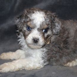 Maple - Blue merle female Aussiedoodle puppy in Loretto, Tennessee from K Kountry Farm