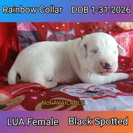 LUA BLACK SPOT GIRL - White and black female Dalmatian puppy in Perry, Michigan from Mid-Michigan Dalmatians