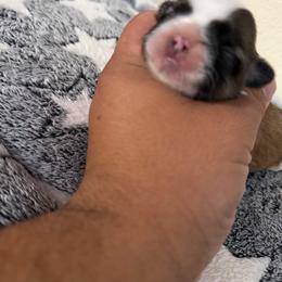 Mimi - Chocolate female Shih Tzu puppy in Apple Valley, California from Garcia_shihtzu