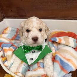 Boy 3 - Off-white male Lagotto Romagnolo puppy in Sherman, Texas from Texas Lagottos