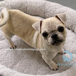 Cinnamon - White female Pug puppy in Cleveland, Ohio from Whimsical White Pugs - Quality Comes First! We offer Flight Nanny Services for Additional Fee.