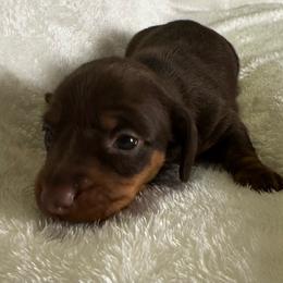 Emaline - Chocolate and tan female Dachshund puppy in Glen Saint Mary, Florida from 🍯 Honey Pot Dachshunds 🐾