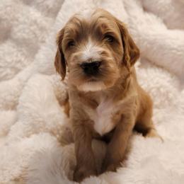 Daisy - Apricot female Goldendoodle puppy in San Tan Valley, Arizona from Golden Haven