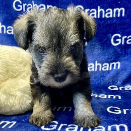 AKC- Purple collar - Salt and pepper female Miniature Schnauzer puppy in Comer, Georgia from Water Oak Farm